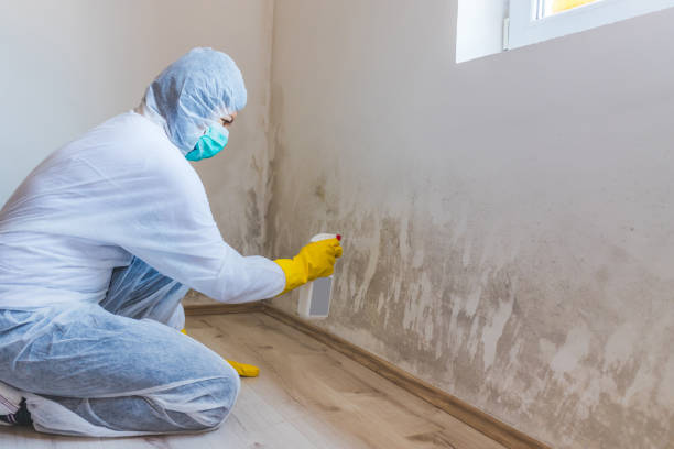 Licensed Crawl Space Mold Removal service in Sumner, IL - WQB Mold Removal