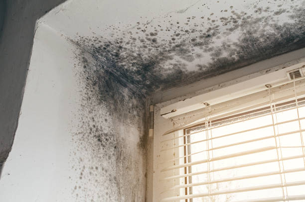Affordable Crawl Space Mold Removal solutions in Sumner, IL